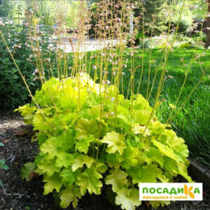 Гейхера Лайм Рикей купить по цене от 360р. в интернет-магазине «Посадика» с доставкой почтой в в Москве и по всей России – [изображение №1].