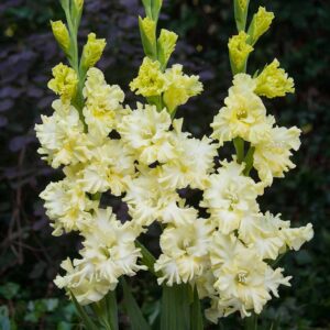 Гладиолус Лемон Фриззл купить по цене от 145р. в интернет-магазине «Посадика» с доставкой почтой в в Москве и по всей России – [изображение №1].