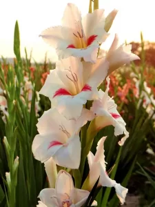 ГЛАДИОЛУС КАРИН купить по цене от 150р. в интернет-магазине «Посадика» с доставкой почтой в в Москве и по всей России – [изображение №1].