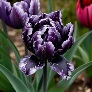 Тюльпан Индиго купить по цене от 600р. в интернет-магазине «Посадика» с доставкой почтой в в Москве и по всей России – [изображение №1].