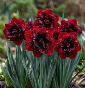 Нарцисс Сапфировый Бриз купить по цене от 3000р. в интернет-магазине «Посадика» с доставкой почтой в в Москве и по всей России – [изображение №1].