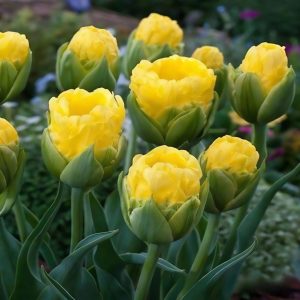 Тюльпан махровый Ванила Коп купить по цене от 159р. в интернет-магазине «Посадика» с доставкой почтой в в Москве и по всей России – [изображение №1].