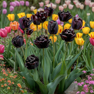 Тюльпан махровый Рейдинс Дарк купить по цене от 230р. в интернет-магазине «Посадика» с доставкой почтой в в Москве и по всей России – [изображение №1].