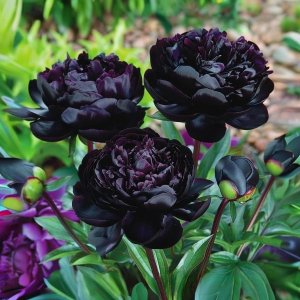 Пион Королевский Бархат купить по цене от 419р. в интернет-магазине «Посадика» с доставкой почтой в в Москве и по всей России – [изображение №1].