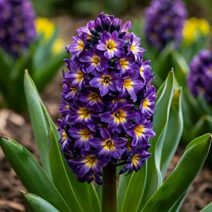 Гиацинт Вельвет Колор купить по цене от 2099р. в интернет-магазине «Посадика» с доставкой почтой в в Москве и по всей России – [изображение №1].