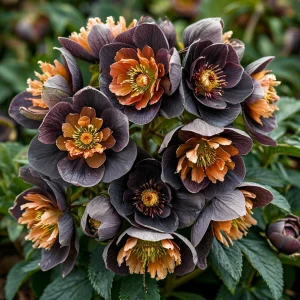 Морозник Блум Айс купить по цене от 499р. в интернет-магазине «Посадика» с доставкой почтой в в Москве и по всей России – [изображение №1].