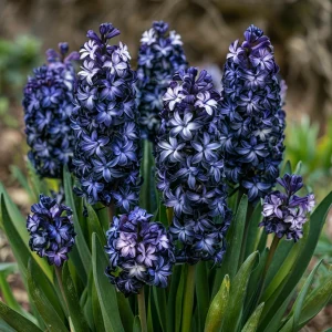 Гиацинт Блум Клауд купить по цене от 2099р. в интернет-магазине «Посадика» с доставкой почтой в в Москве и по всей России – [изображение №1].