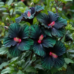 Гибискус Пикок Плюм купить по цене от 490р. в интернет-магазине «Посадика» с доставкой почтой в в Москве и по всей России – [изображение №1].