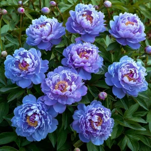 Пион Голубой лотос купить по цене от 590р. в интернет-магазине «Посадика» с доставкой почтой в в Москве и по всей России – [изображение №1].