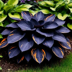 Хоста Умбра купить по цене от 349р. в интернет-магазине «Посадика» с доставкой почтой в в Москве и по всей России – [изображение №1].