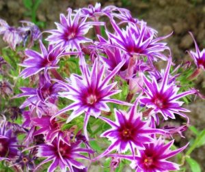 Флокс Звездное Кружево купить по цене от 361р. в интернет-магазине «Посадика» с доставкой почтой в в Москве и по всей России – [изображение №1].