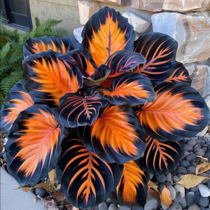 Хоста Сикрет Форест купить по цене от 601р. в интернет-магазине «Посадика» с доставкой почтой в в Москве и по всей России – [изображение №1].