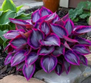 Хоста Сикрет Гарденс купить по цене от 549р. в интернет-магазине «Посадика» с доставкой почтой в в Москве и по всей России – [изображение №1].